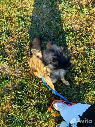 Метис овчарки