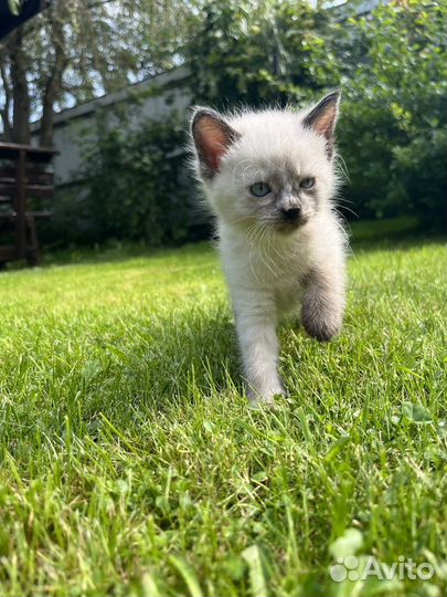 Милые котики для души бесплатно