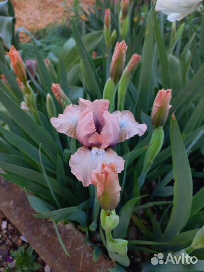 Ирисы карликовые