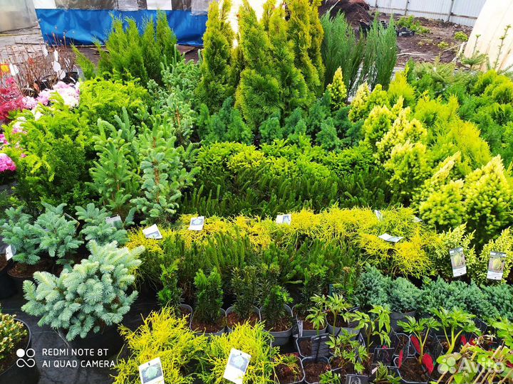 Садовый Центр,собственный питомник