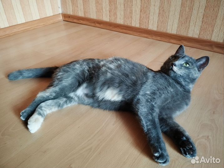 Кошки ищут дом