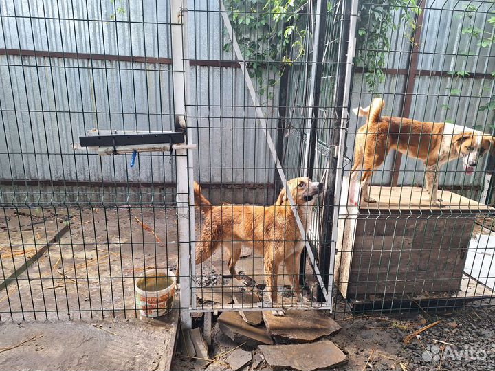 Пристроить в добрые руки Собак