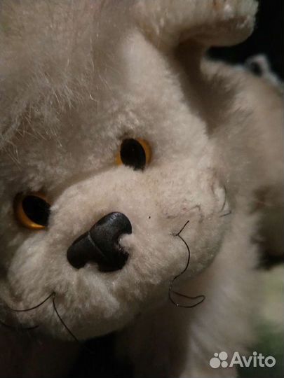 Котенок Мотя