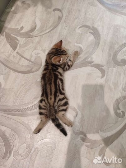 Шотландский прямоухий котëнок