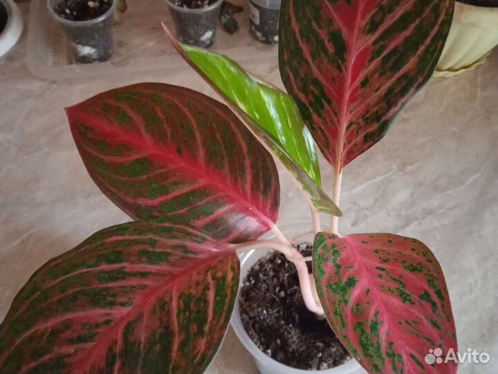 Аглаонема сортовая