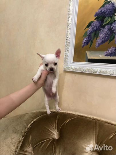 Щенки чихуахуа мини