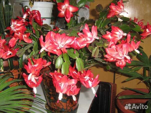 Коллекция сортовых декабристов шлюмбергера