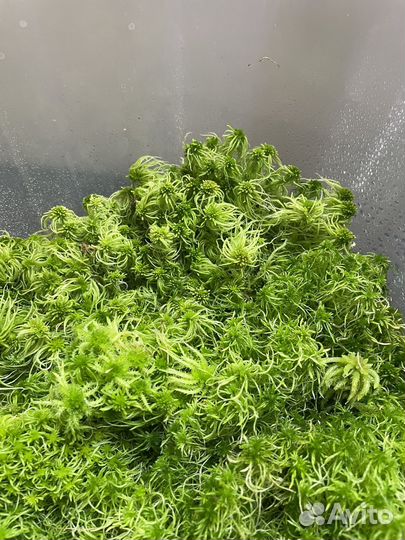 Мох сфагнум живой