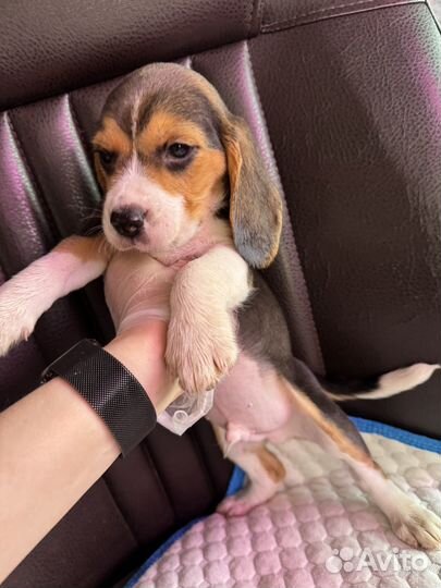 Щенки бигль