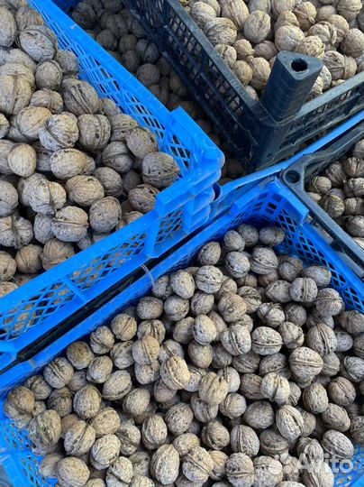 Орех грецкий