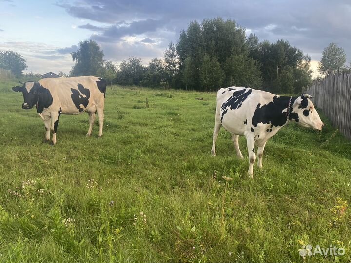 Холмогорская корова продам