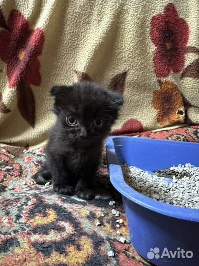 Кошки в добрые руки бесплатно