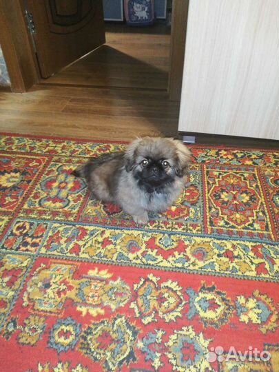 Ковер шерстяной