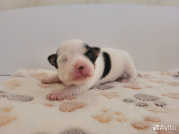 Чихуахуа мальчишки