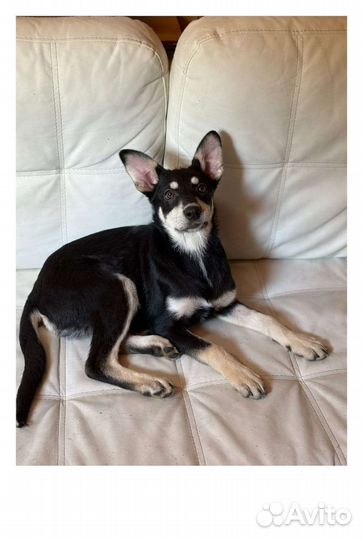 Щенок метис овчарки