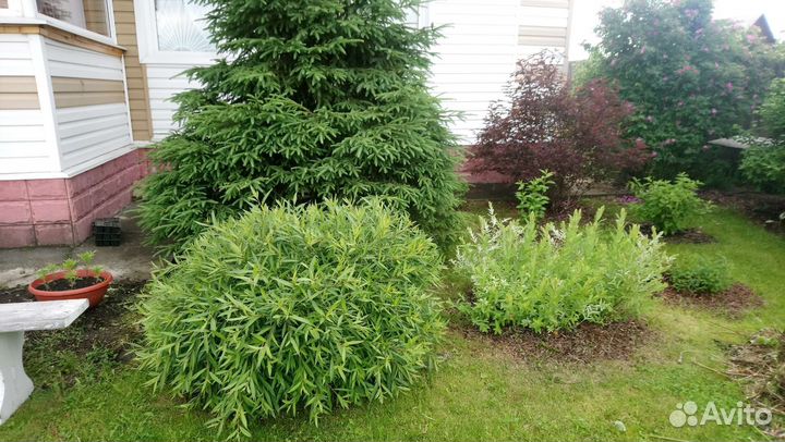 Ива шаровидная