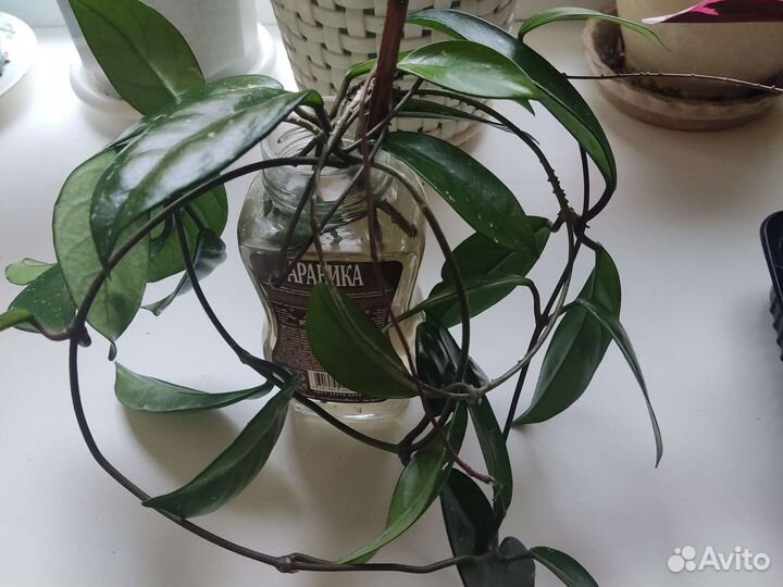 Комнатные растения