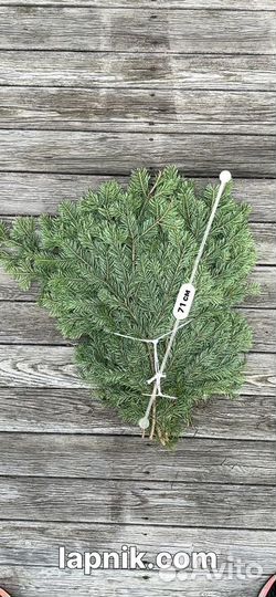 Лапник пихтовый