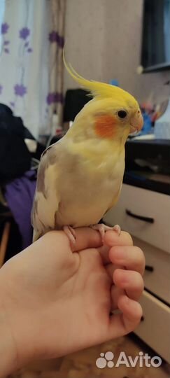 Попугай корелла птенец