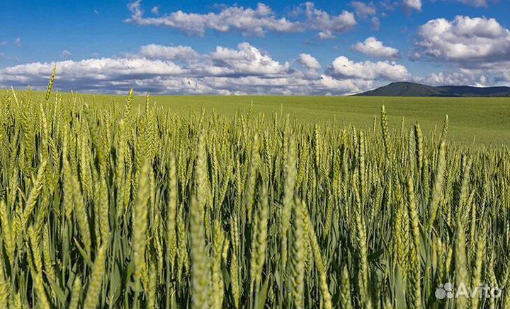 Зерно смесь для грызунов