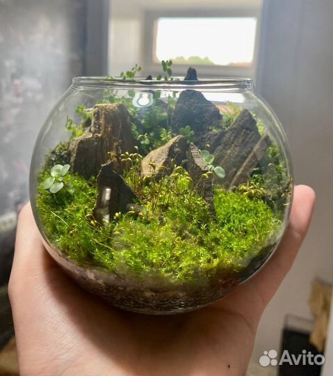Флорариум террариум палюдариум