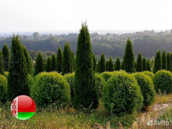 Туи из питомника Смарагд,Брабант,Колумна