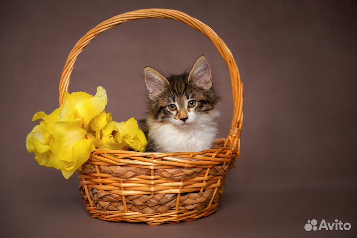 Норвежские лесные котята