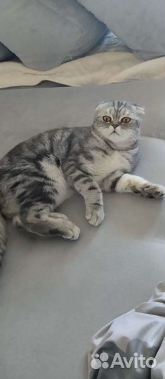 Кот в добрые руки