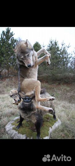 Чучела кабана и волков