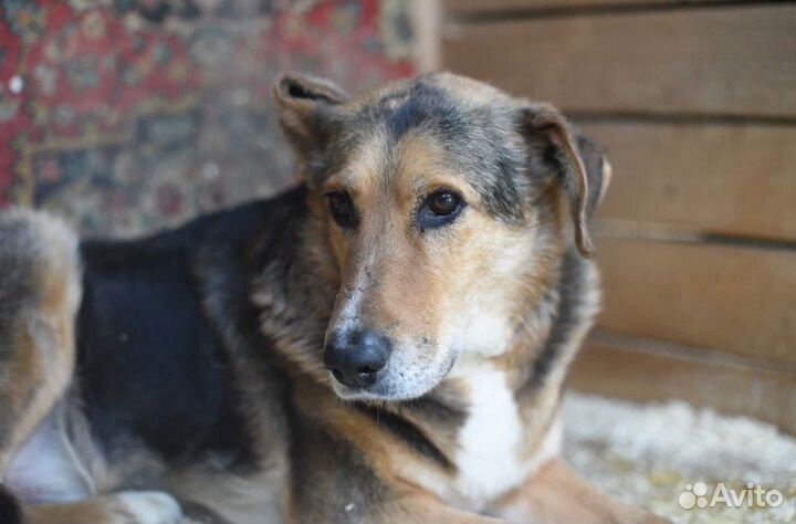 Собаки из приюта