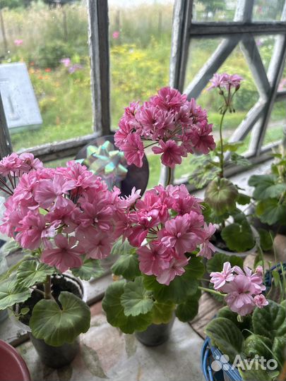 Продам цветы комнатные
