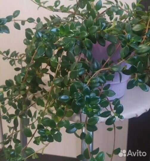 Комнатное растение Гипоцирта