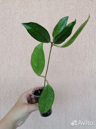 Манстера, герань душистая,ципперус,хойя