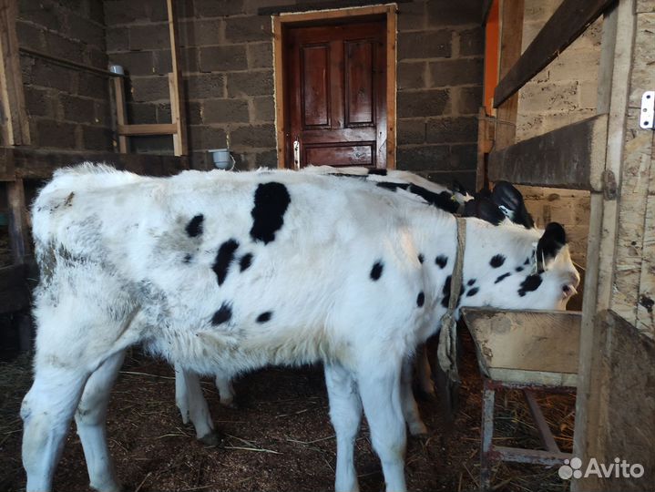 Телята телочки