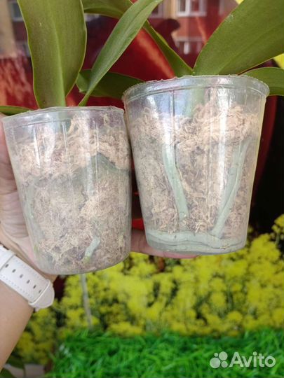 Орхидея фаленопсис