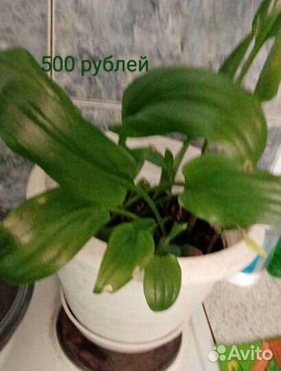 Диффенбахия