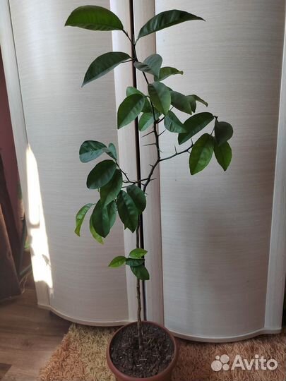 Лимонное дерево