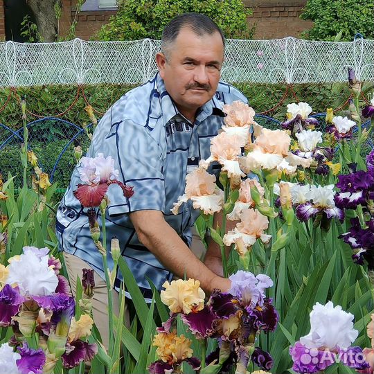 Ирисы бородатые