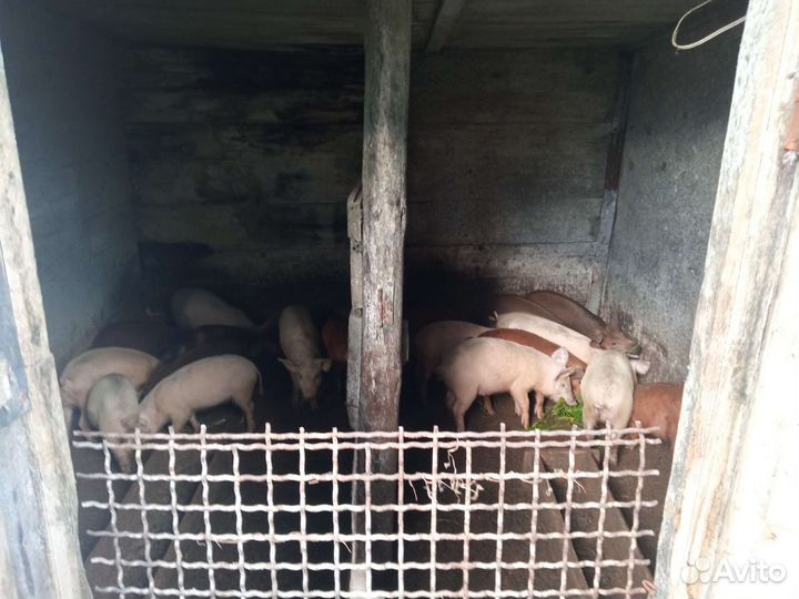Поросята
