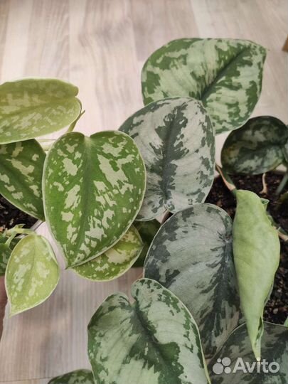 Сциндапсус пиктус треби