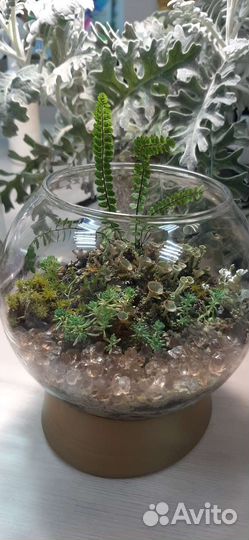 Живой мох. Флорариум из мха. Обучение