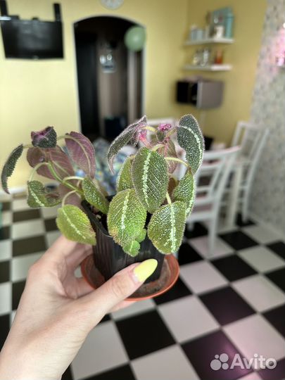 Бегония эписция