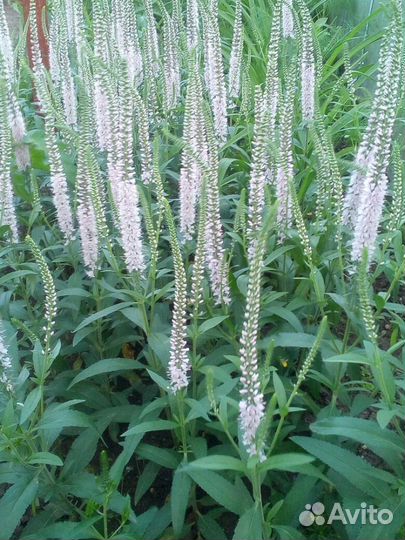 Вероника колосистая