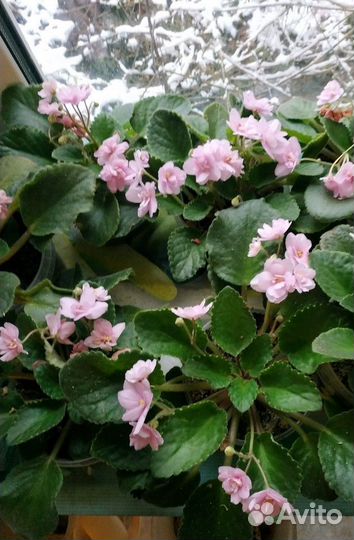 Пеперомия, фиалка разных цветов