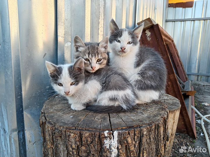 Котята в добрые руки