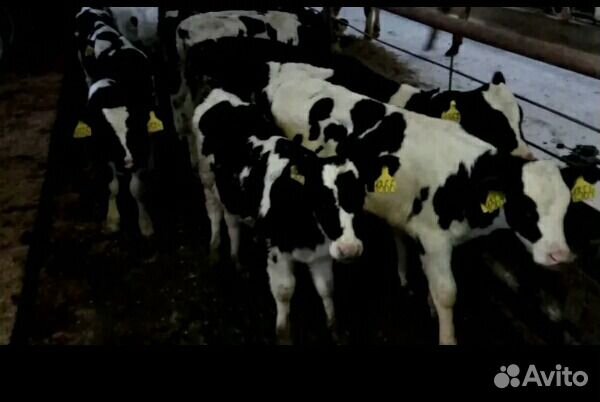 Бычки телята мясные