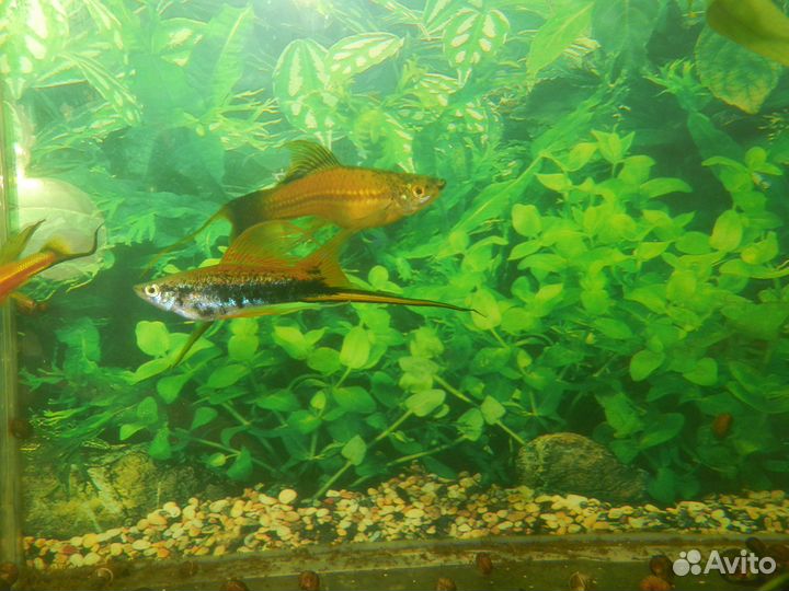 Меченосцы и Гуппи