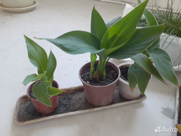 Цветы канны