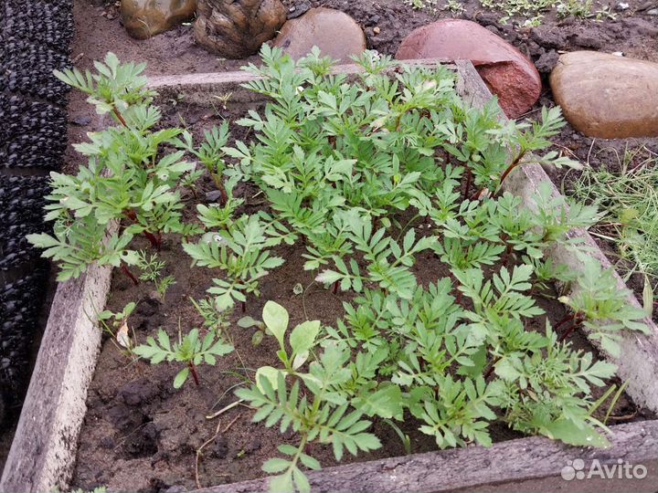 Бархатцы рассада смесь