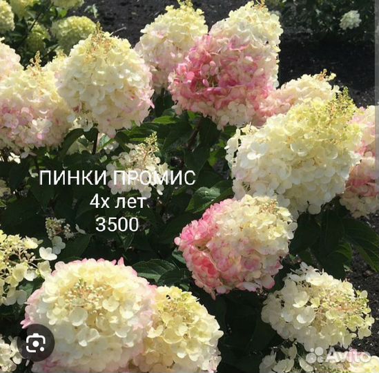 Гортензии